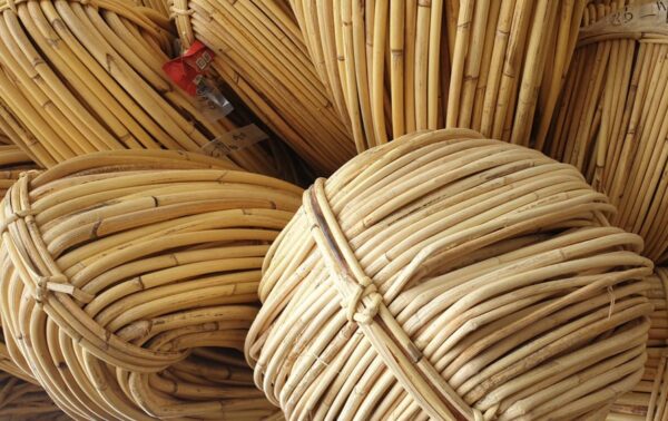 rotan jawit unggulan indonesia
